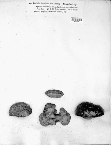 Lenzites betulinus image